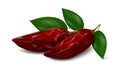 Two red chipotle peppers with green leaves isolated on white background Royalty Free Stock Photo